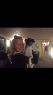 Dansk svensk gaardhund Audi billede 8