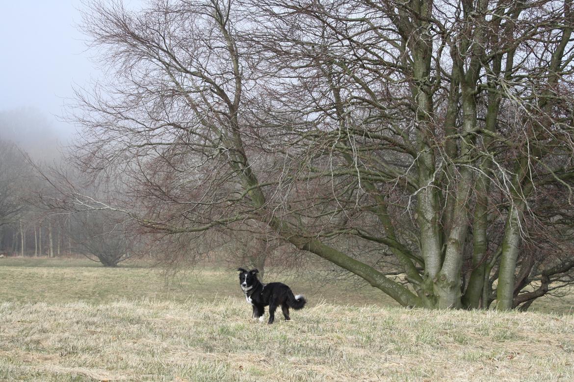 Blanding af racer Abby  billede 10