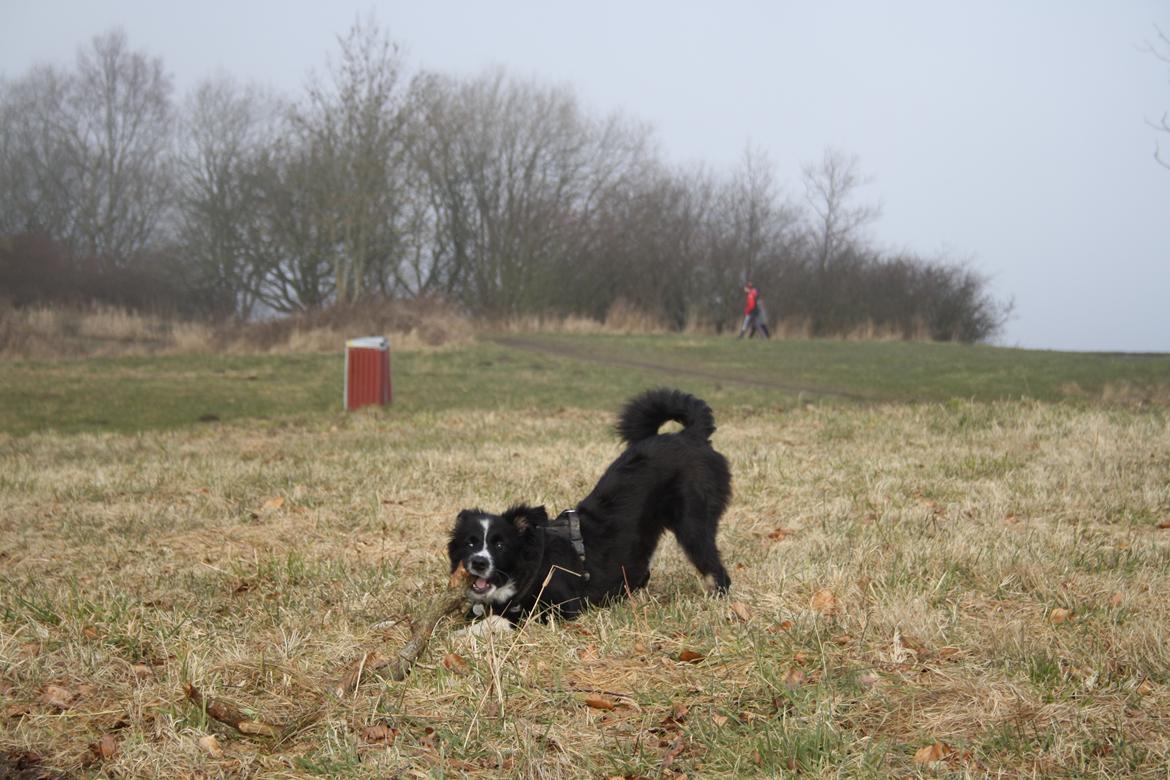 Blanding af racer Abby  billede 12