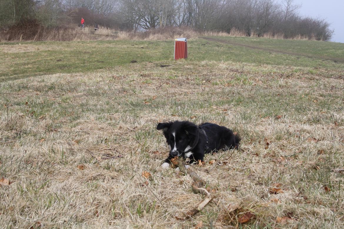 Blanding af racer Abby  billede 13