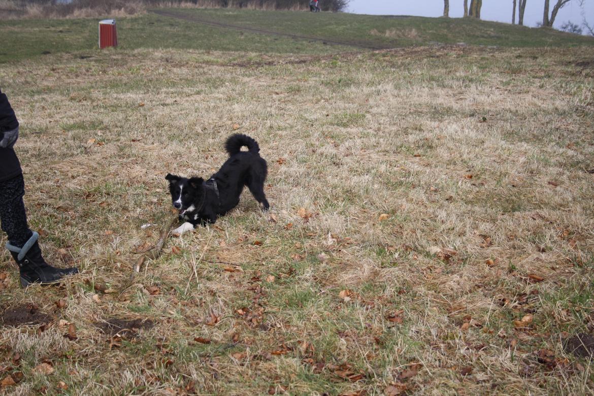 Blanding af racer Abby  billede 11