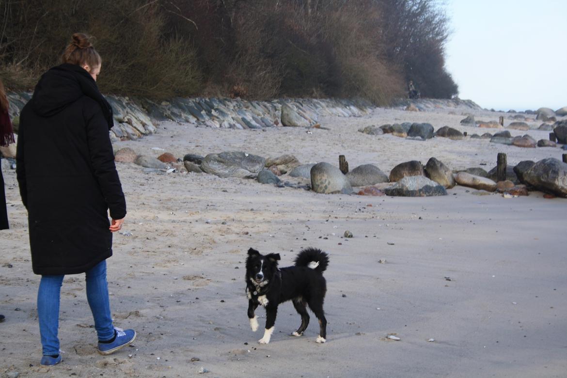 Blanding af racer Abby  billede 15