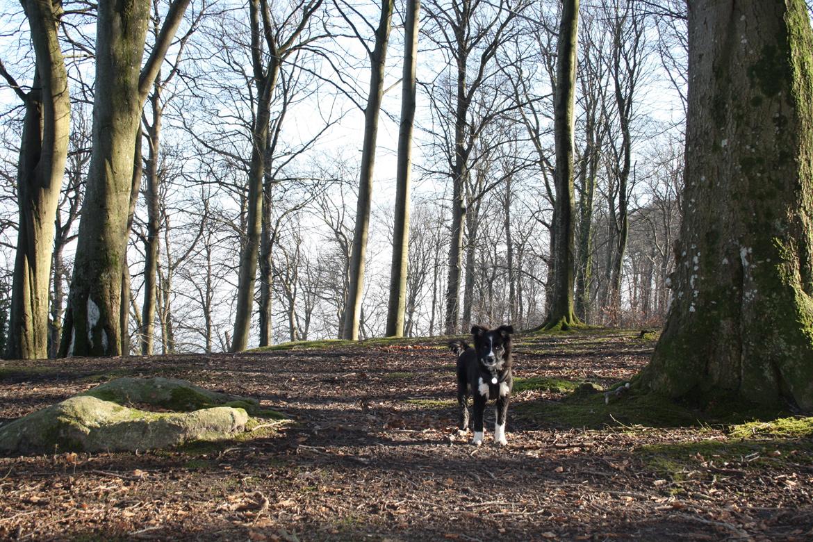 Blanding af racer Abby  billede 16