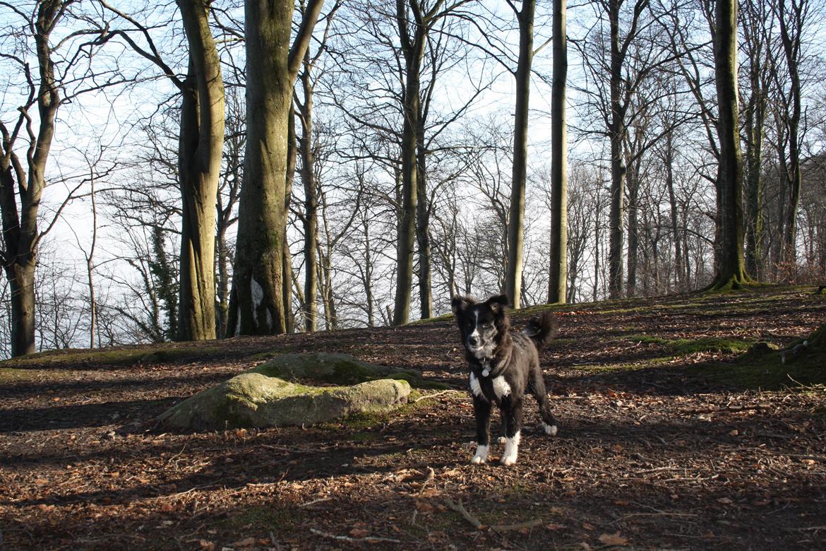 Blanding af racer Abby  billede 17