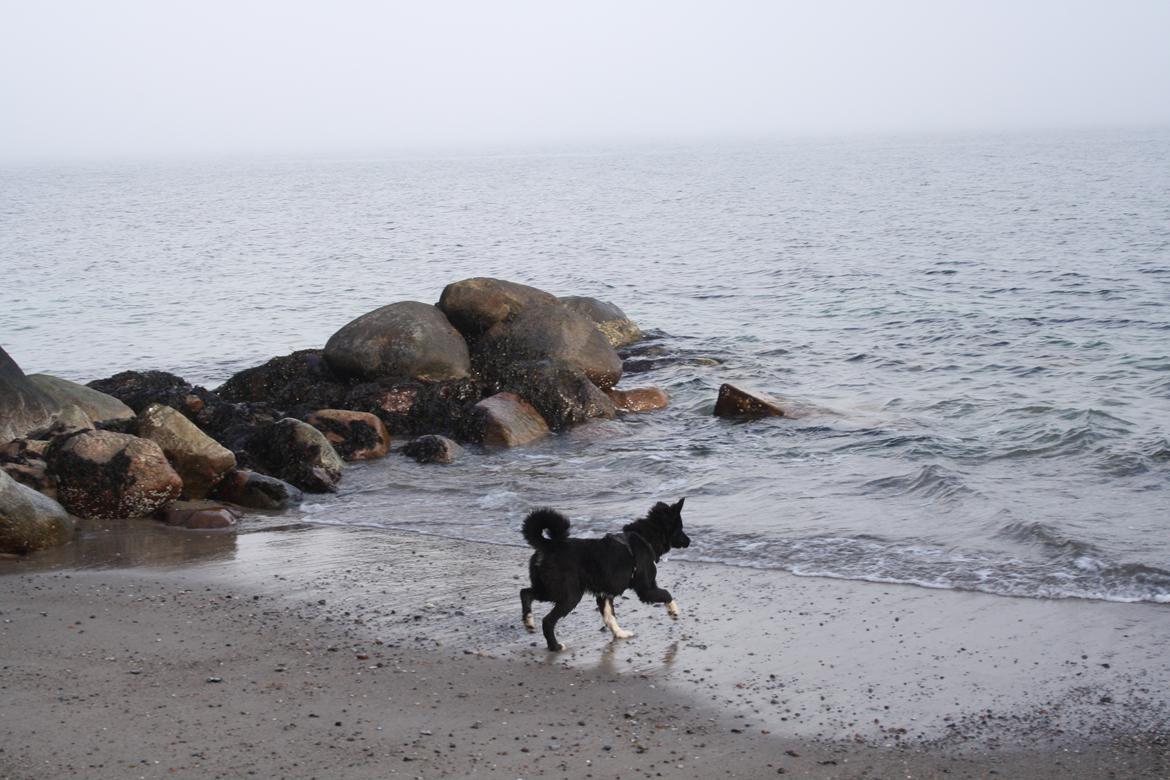 Blanding af racer Abby  billede 14