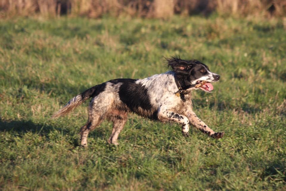 Field Trial Springer Spaniel Tjekko billede 1