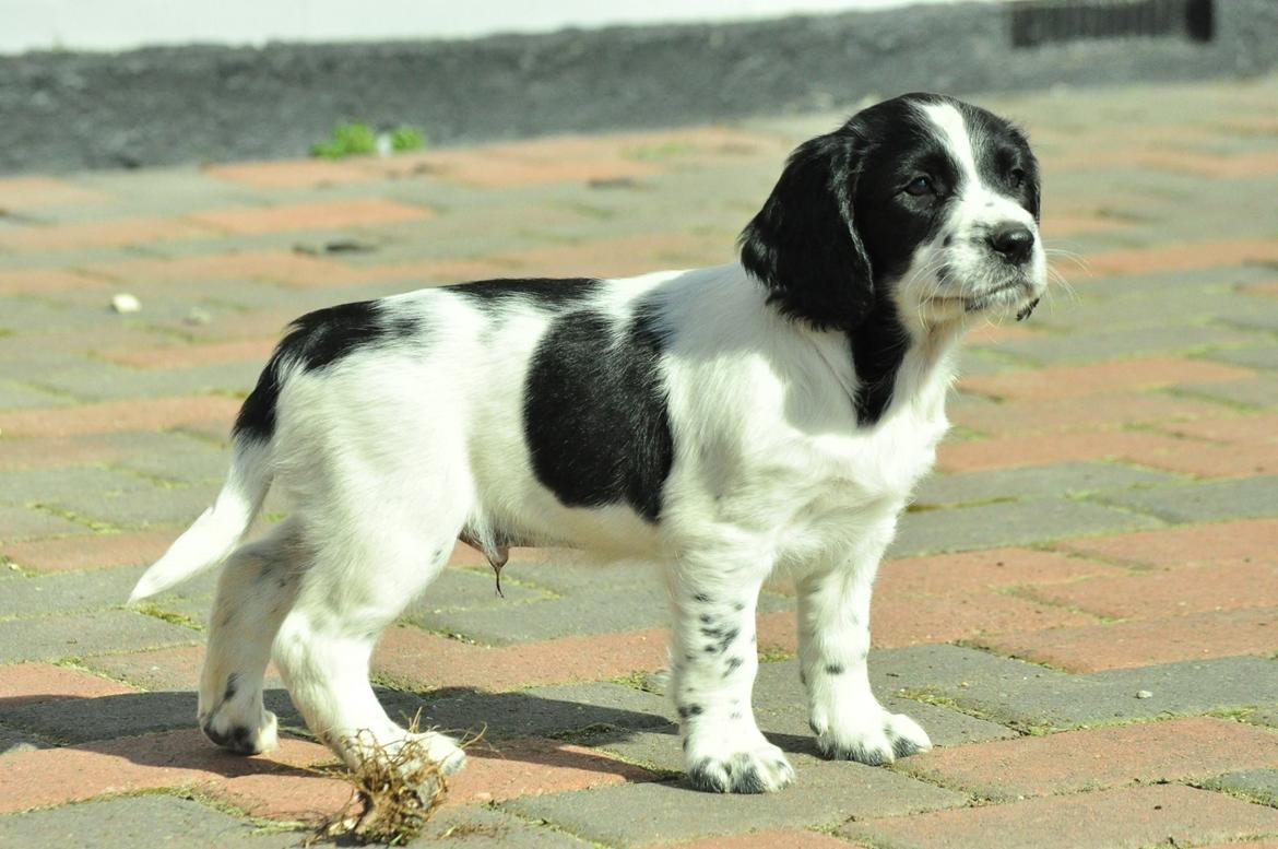 Field Trial Springer Spaniel Tjekko billede 2
