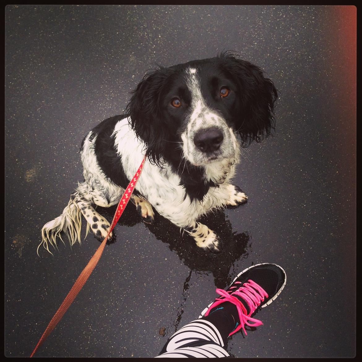 Field Trial Springer Spaniel Tjekko billede 3