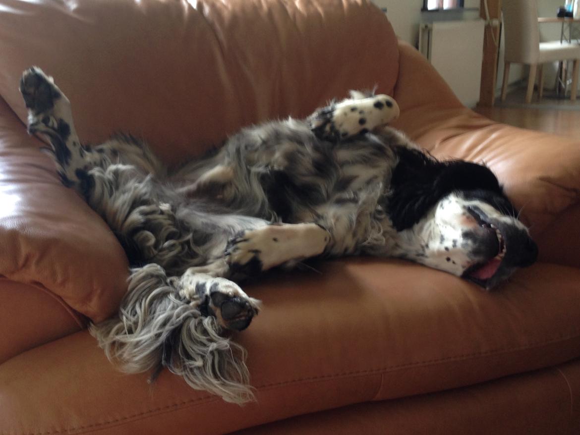 Field Trial Springer Spaniel Tjekko billede 4