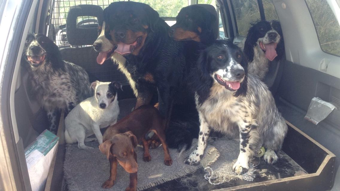 Field Trial Springer Spaniel Tjekko billede 6