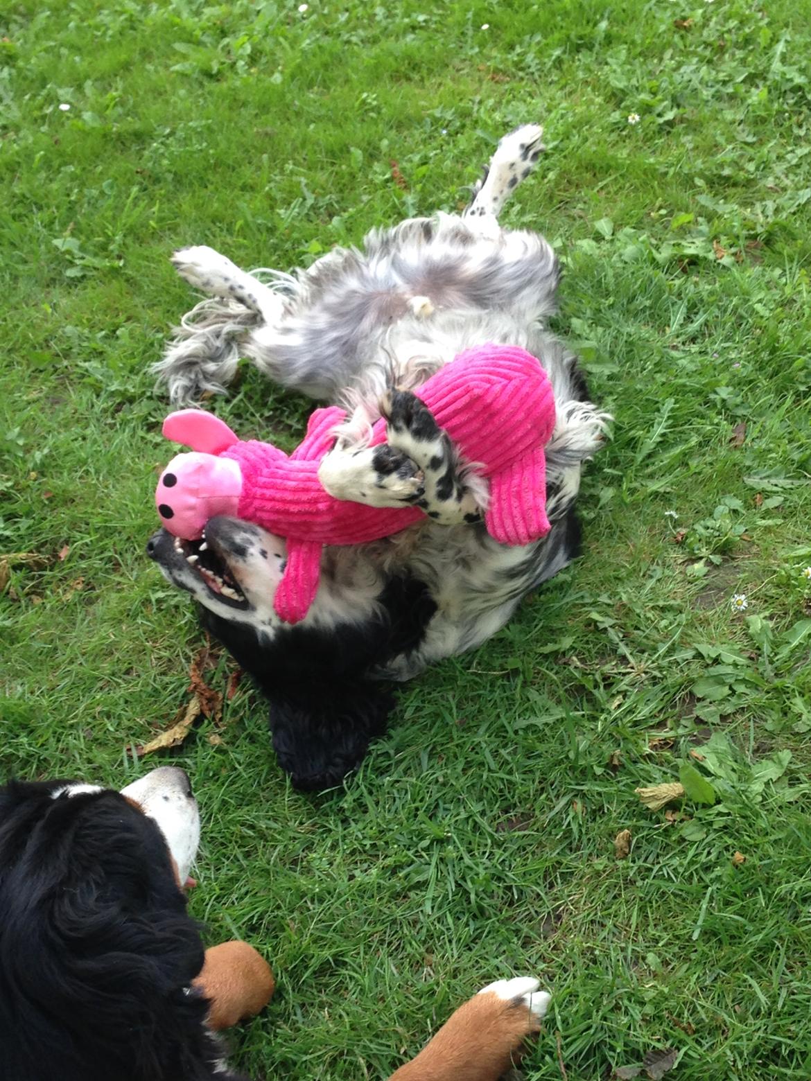 Field Trial Springer Spaniel Tjekko billede 5
