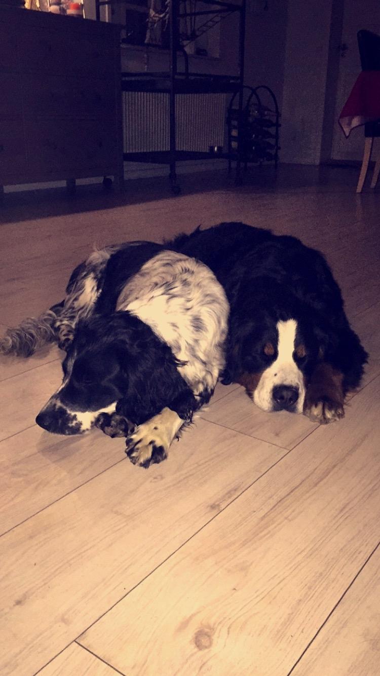 Field Trial Springer Spaniel Tjekko billede 7