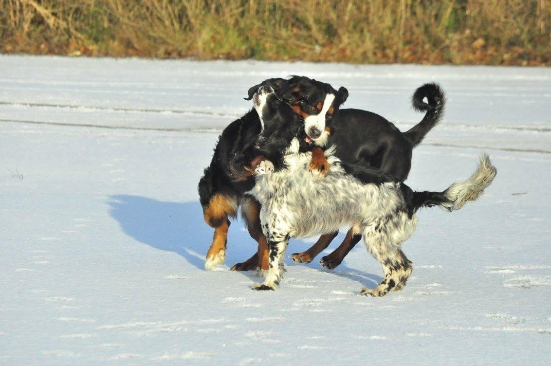 Field Trial Springer Spaniel Tjekko billede 8