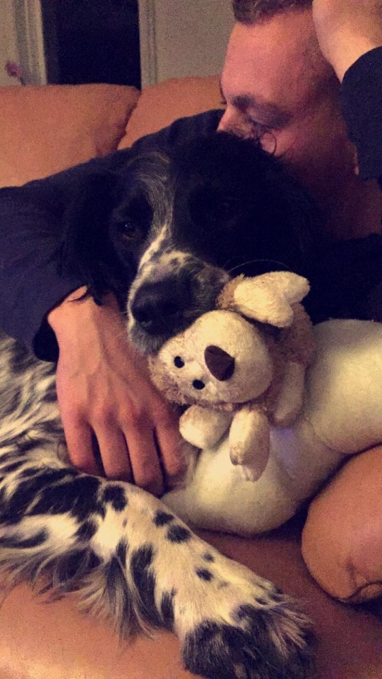 Field Trial Springer Spaniel Tjekko billede 10