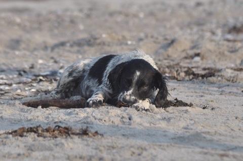 Field Trial Springer Spaniel Tjekko billede 11