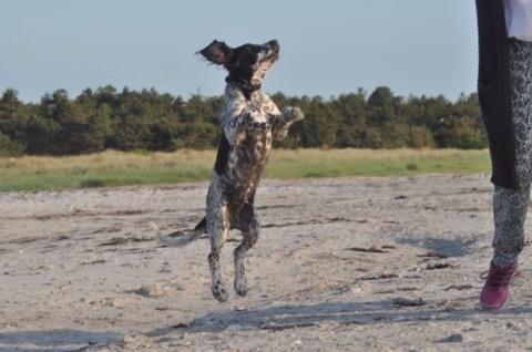 Field Trial Springer Spaniel Tjekko billede 12