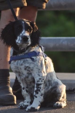 Field Trial Springer Spaniel Tjekko billede 13