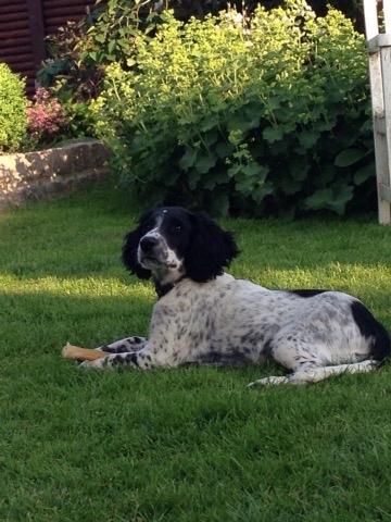 Field Trial Springer Spaniel Tjekko billede 14