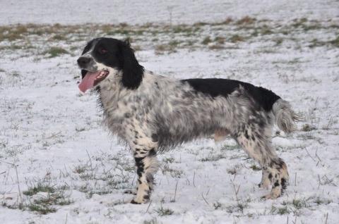 Field Trial Springer Spaniel Tjekko billede 9