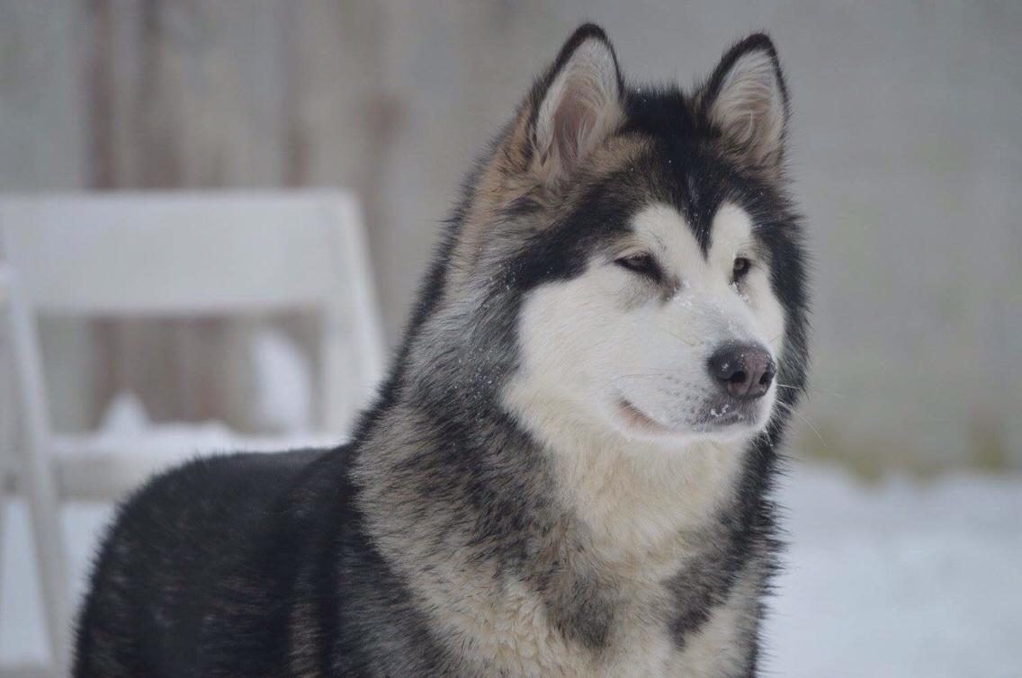 Alaskan malamute Suri billede 17