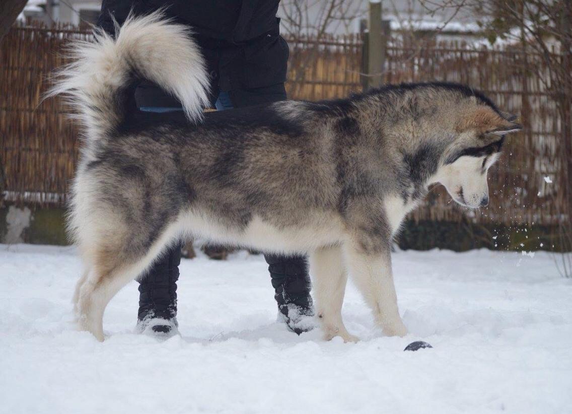 Alaskan malamute Suri billede 18