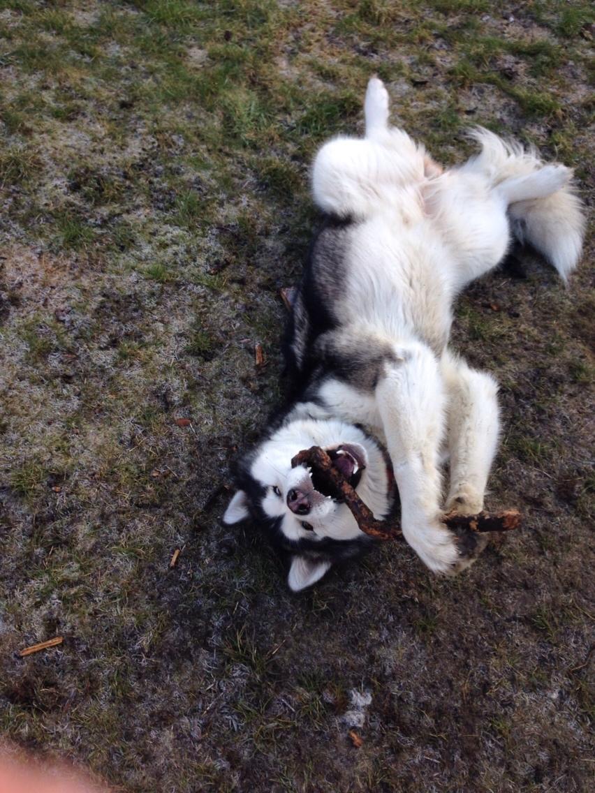 Alaskan malamute Suri billede 19