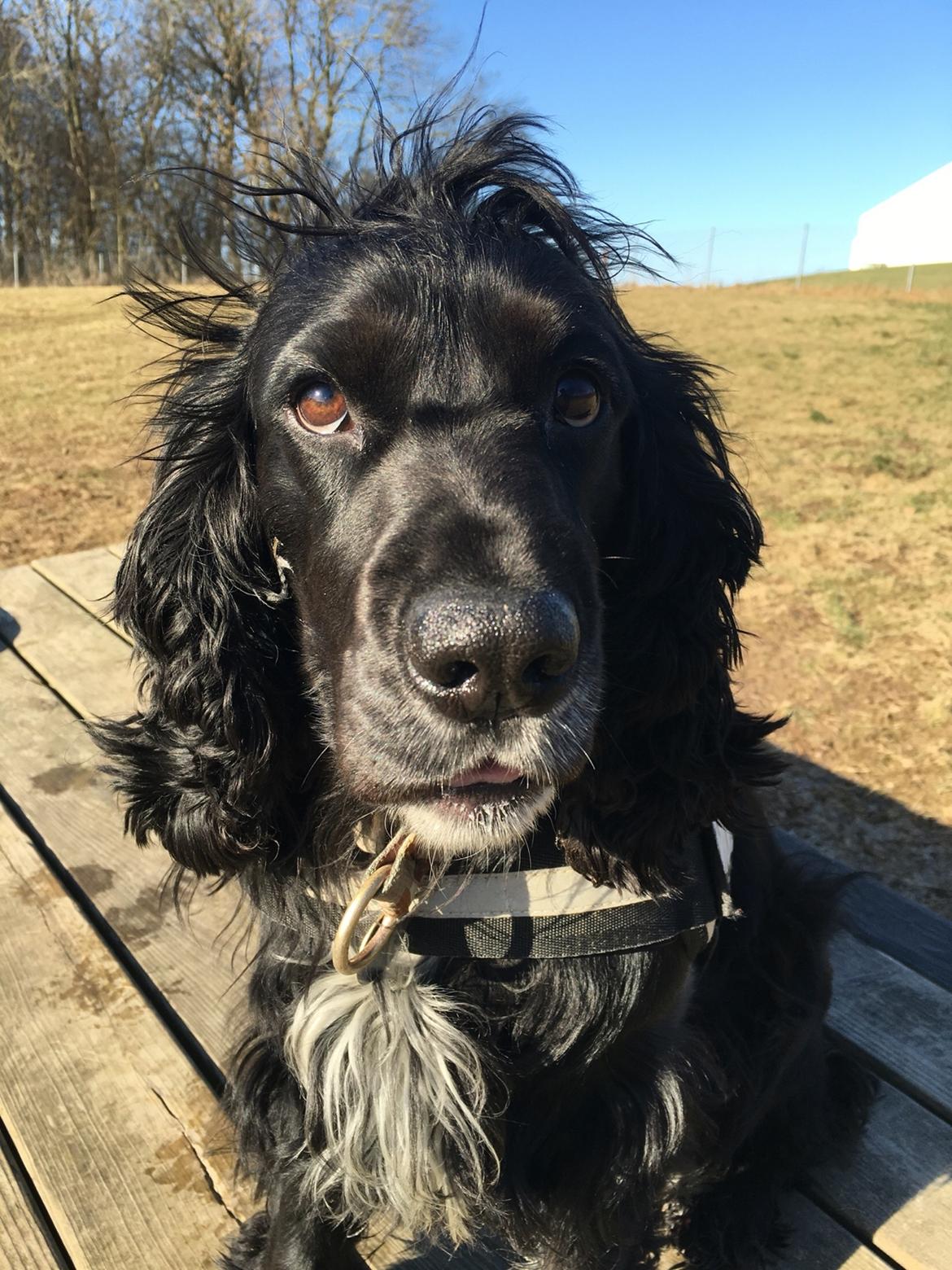 Cocker spaniel Koma billede 39