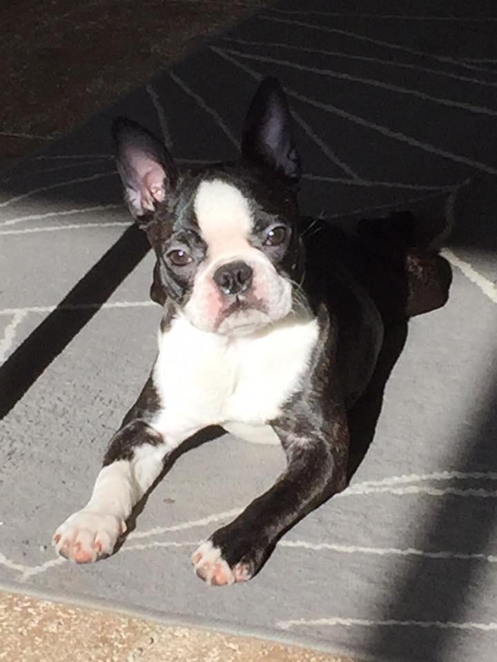 Boston terrier West Lund Diamonds R' Sweet AS Fanta aka Fanta - 29/02-2016 billede 1