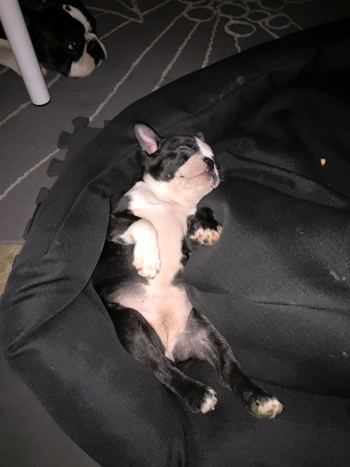 Boston terrier West Lund Diamonds R' Sweet AS Fanta aka Fanta billede 2
