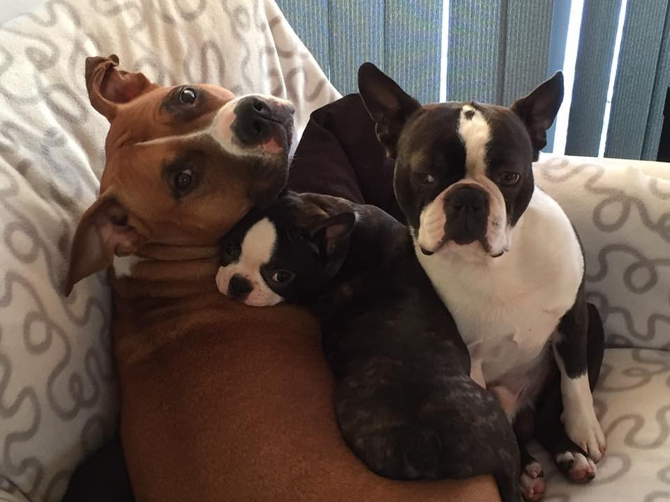 Boston terrier West Lund Diamonds R' Sweet AS Fanta aka Fanta billede 3