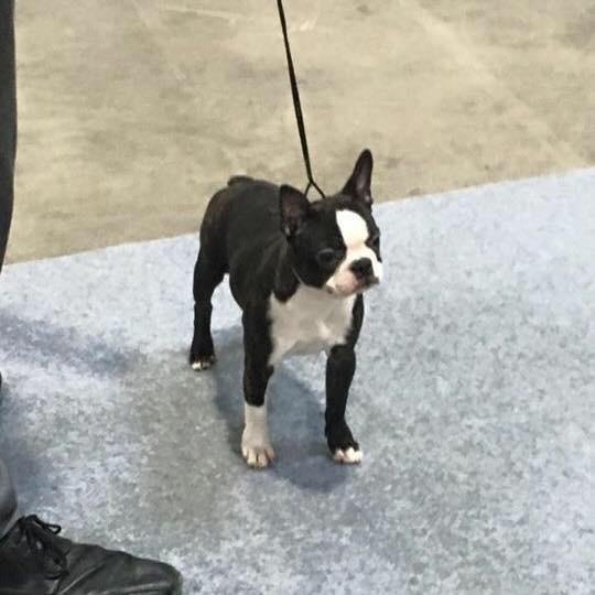 Boston terrier West Lund Diamonds R' Sweet AS Fanta aka Fanta billede 4