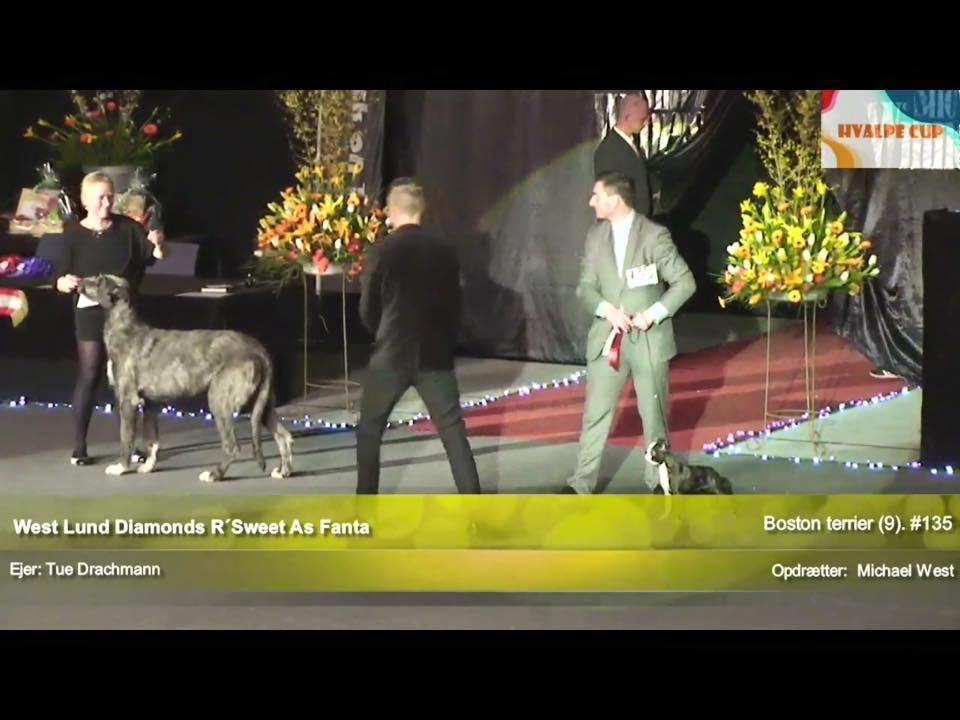Boston terrier West Lund Diamonds R' Sweet AS Fanta aka Fanta - Billede fra Show of Winners 2015 -kvartfinalen i hvalpecup billede 5