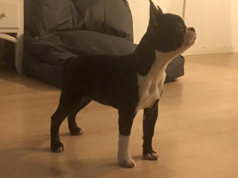 Boston terrier West Lund Diamonds R' Sweet AS Fanta aka Fanta billede 8