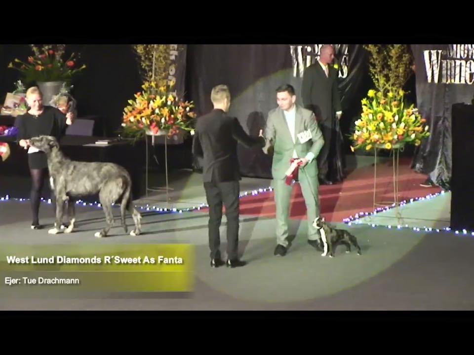 Boston terrier West Lund Diamonds R' Sweet AS Fanta aka Fanta billede 6