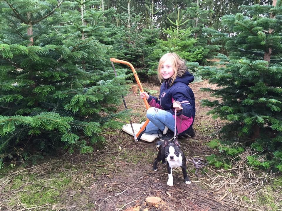 Boston terrier West Lund Diamonds R' Sweet AS Fanta aka Fanta billede 9