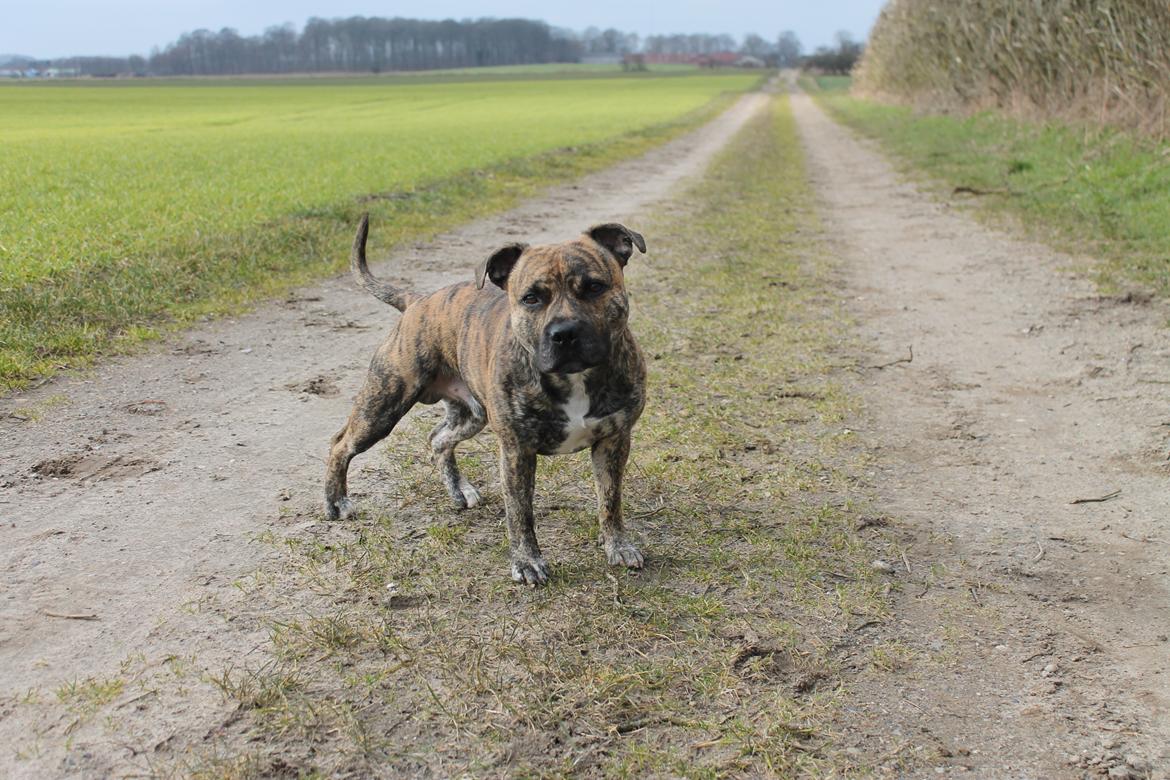 Staffordshire bull terrier Rogstaff's Zevs - Thorkil billede 1