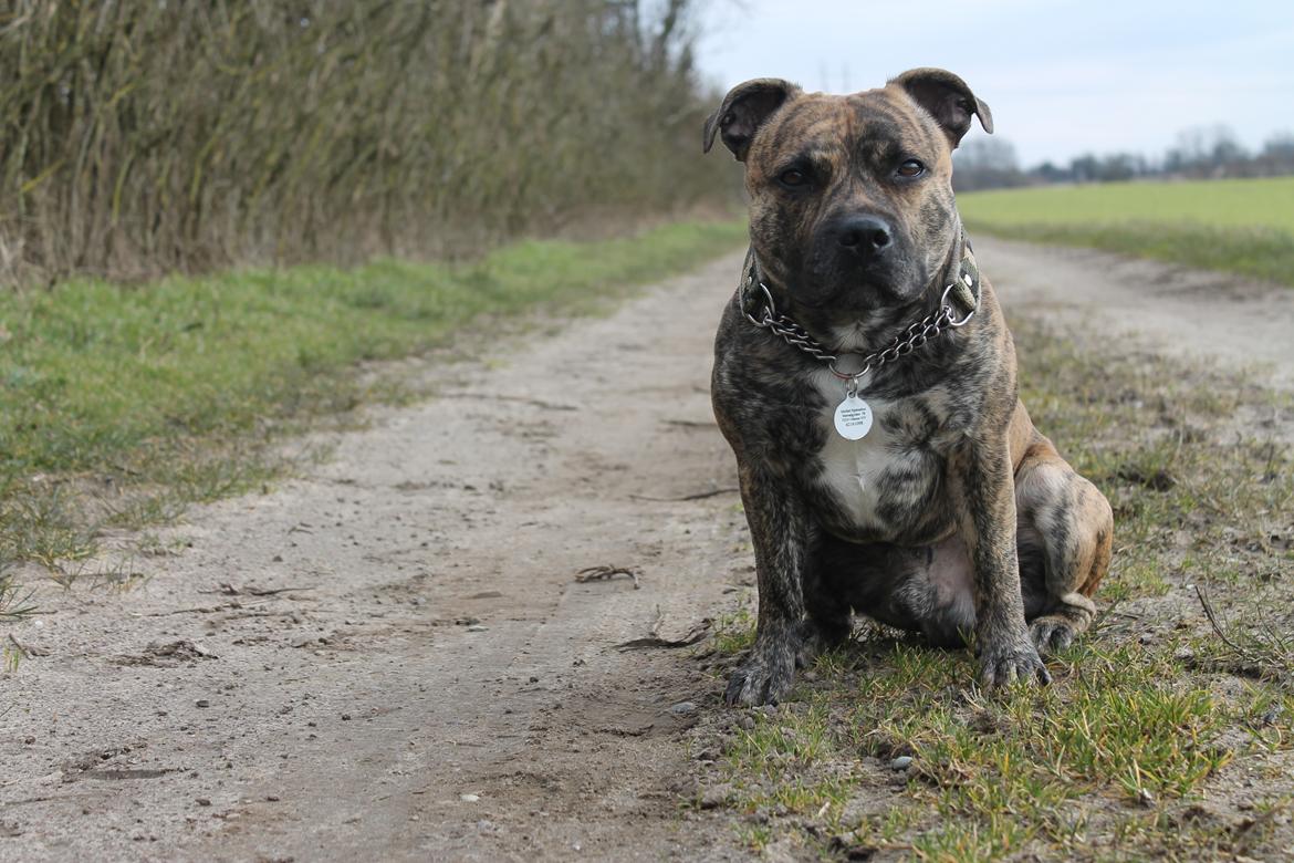 Staffordshire bull terrier Rogstaff's Zevs - Thorkil billede 2