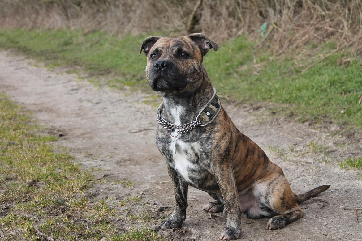 Staffordshire bull terrier Rogstaff's Zevs - Thorkil billede 3