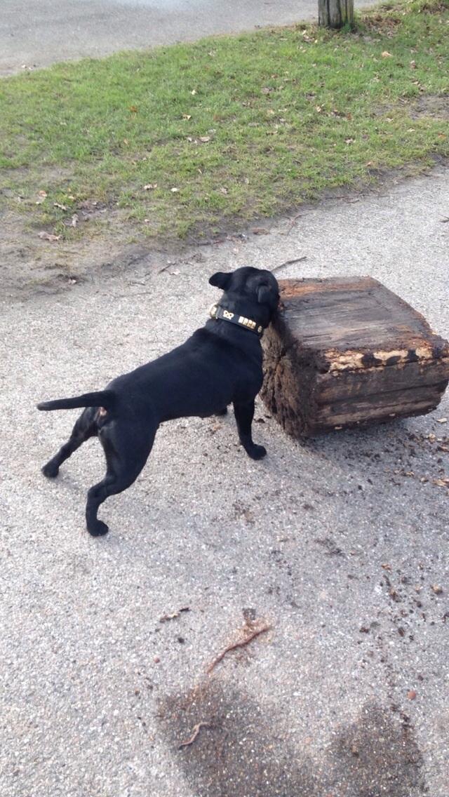 Staffordshire bull terrier Darko (Manne) billede 23