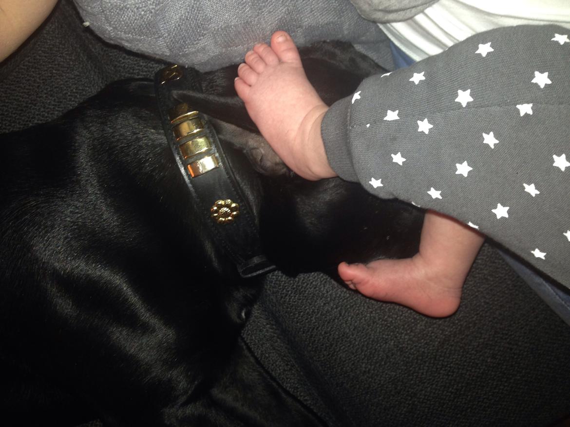 Staffordshire bull terrier Darko (Manne) billede 24