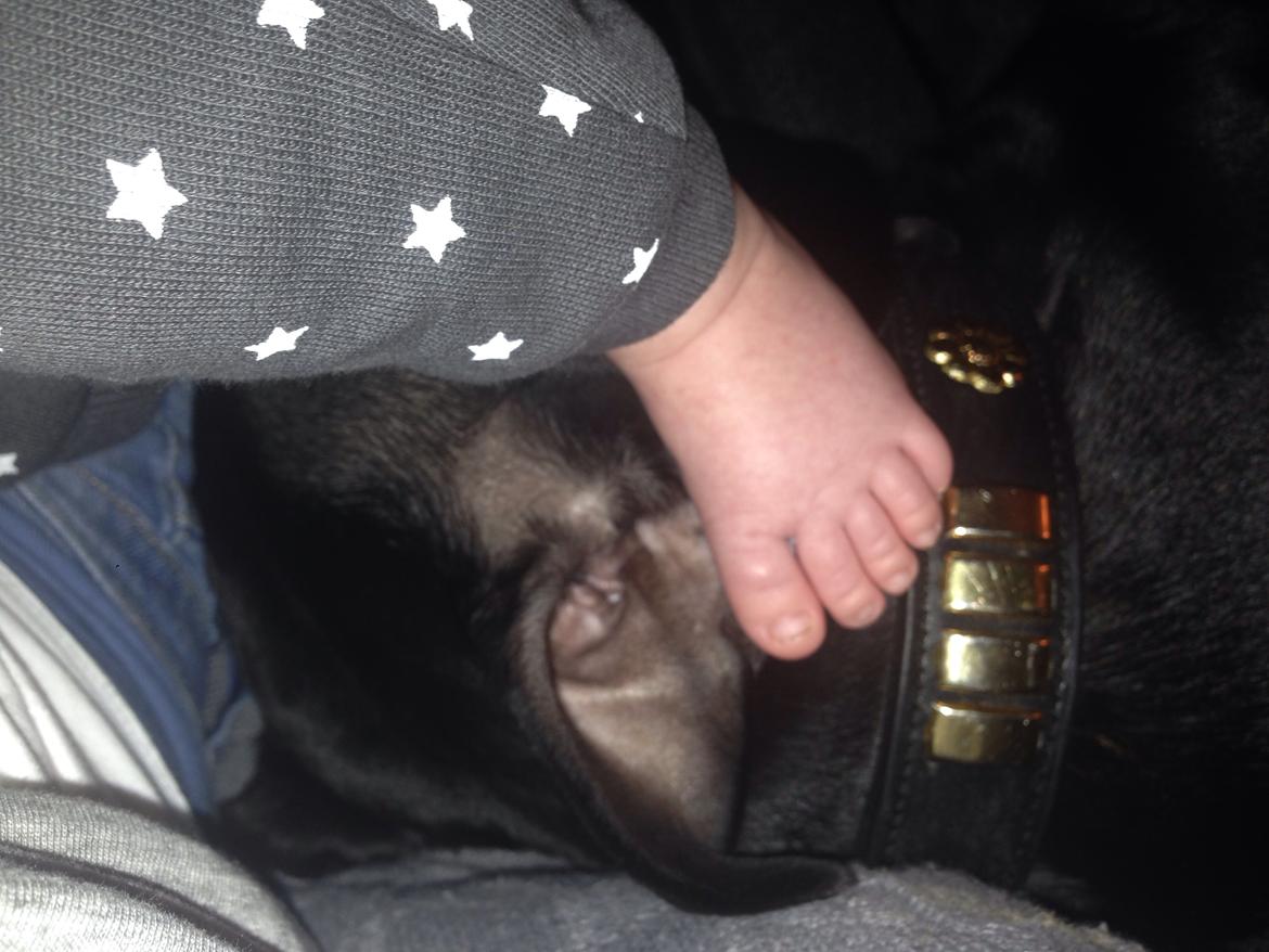 Staffordshire bull terrier Darko (Manne) - Mmmm ☺️ billede 26