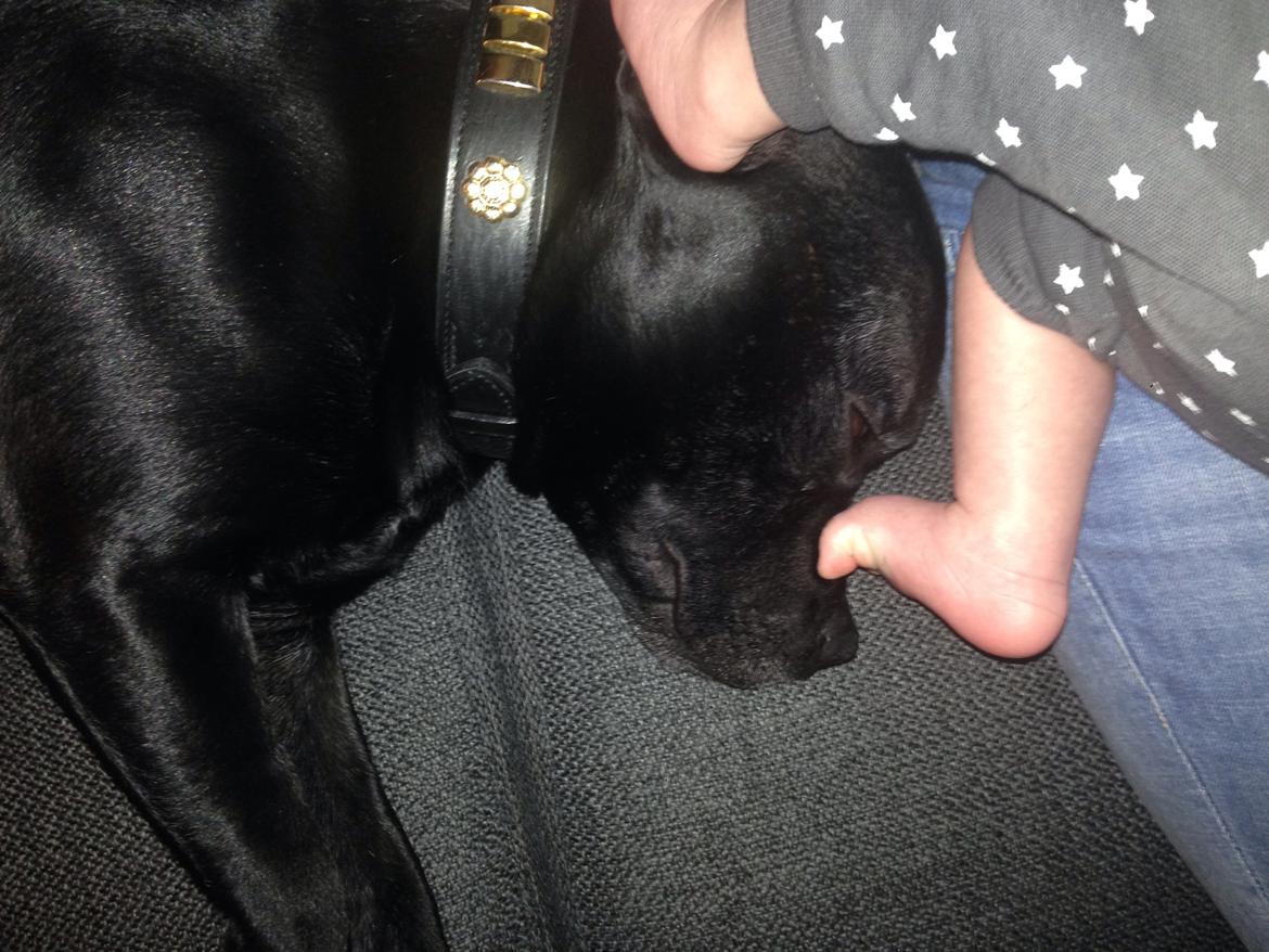 Staffordshire bull terrier Darko (Manne) - darko finder sig i alt hvad lillebror gør😍 billede 25