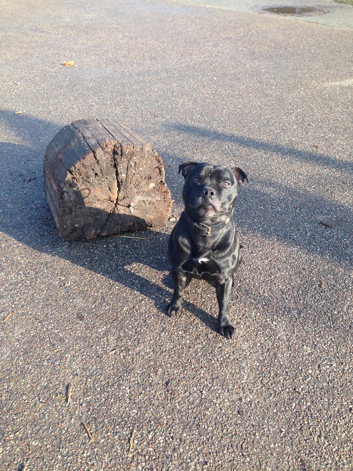 Staffordshire bull terrier Darko (Manne) billede 28