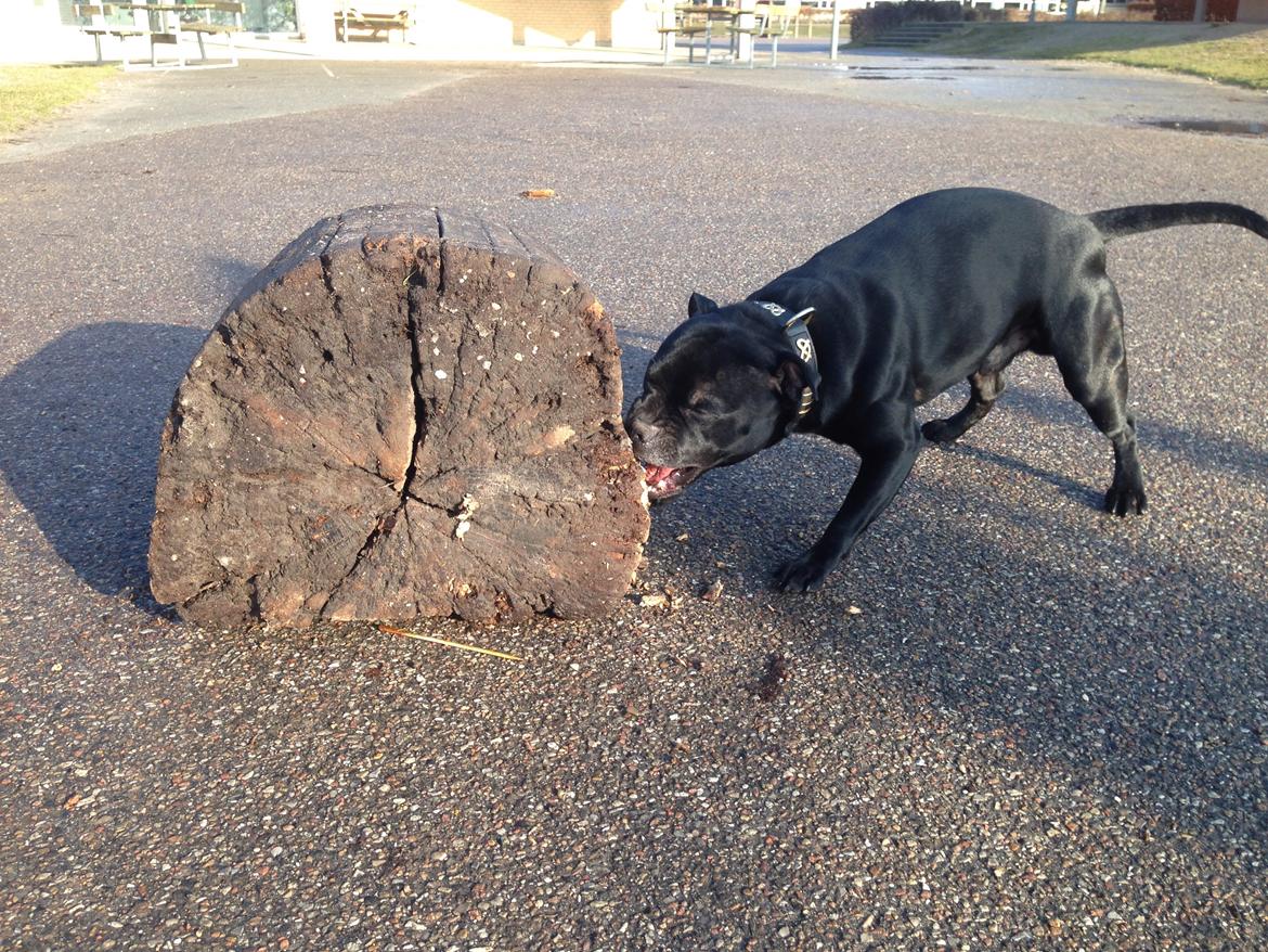 Staffordshire bull terrier Darko (Manne) billede 27