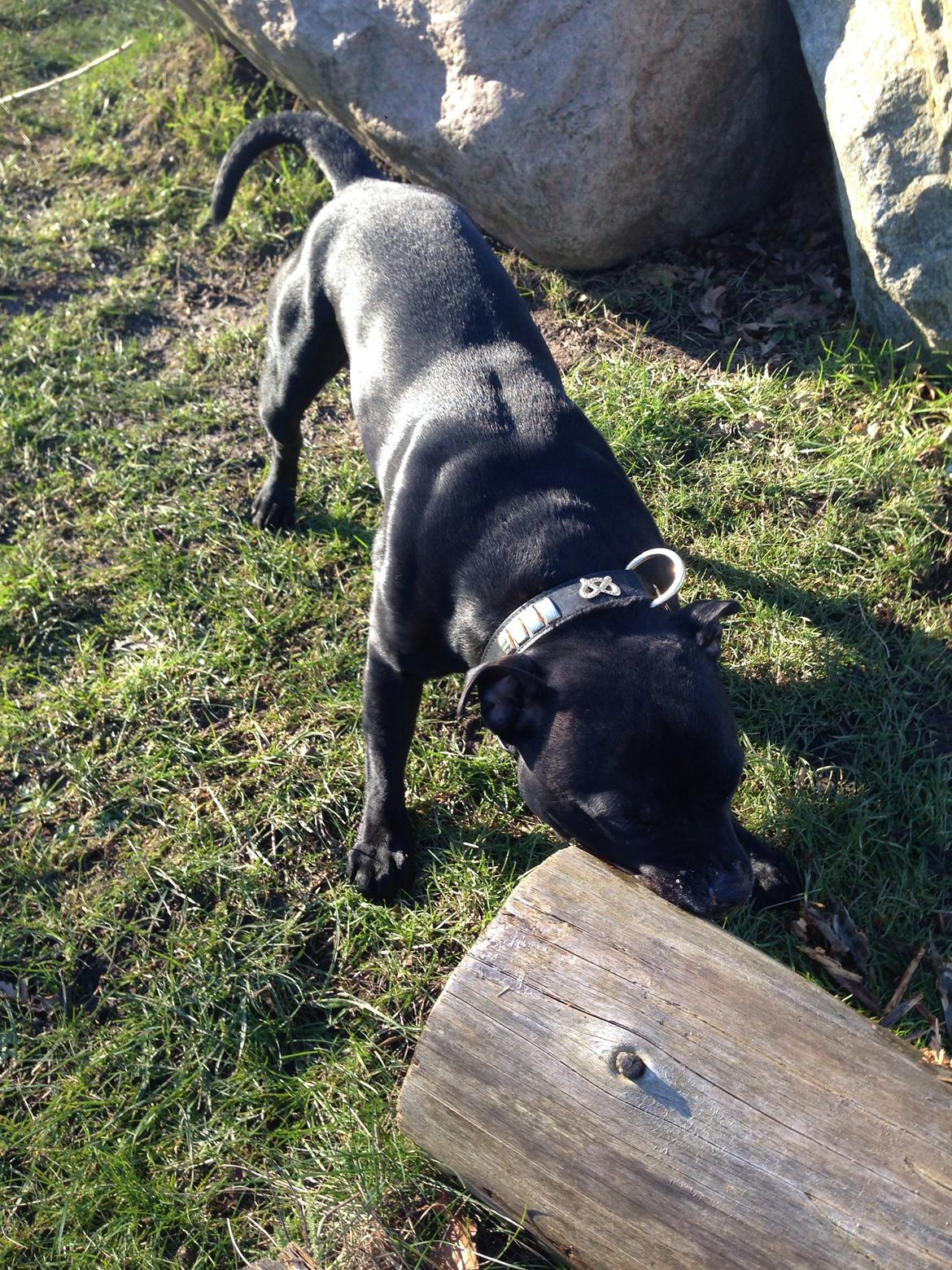 Staffordshire bull terrier Darko (Manne) billede 29