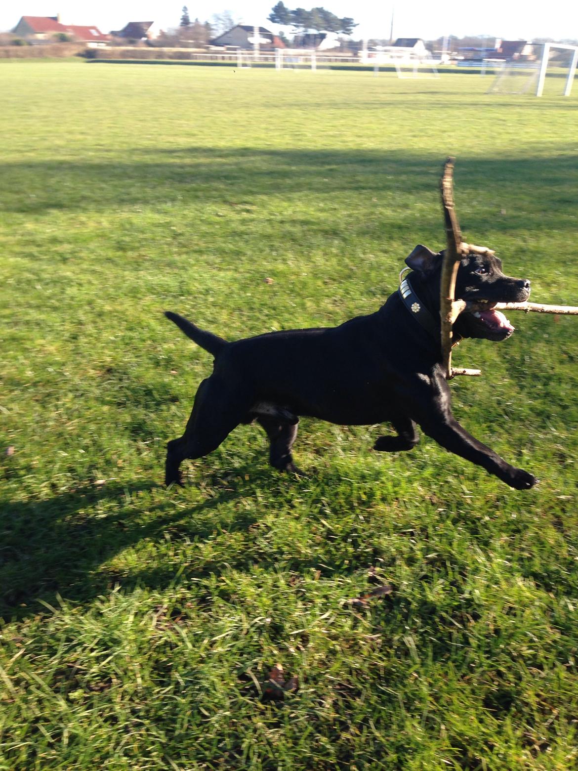 Staffordshire bull terrier Darko (Manne) billede 31