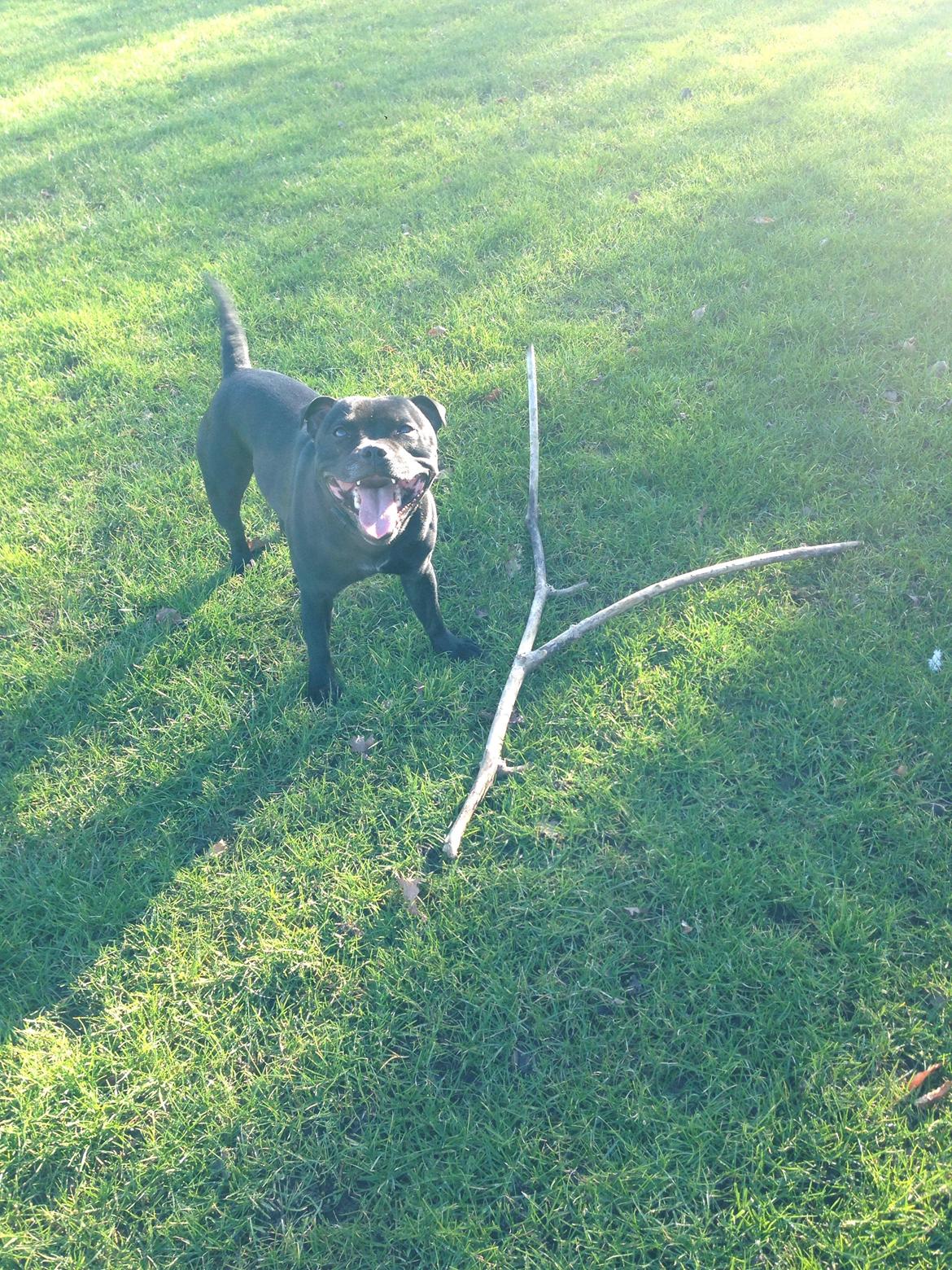 Staffordshire bull terrier Darko (Manne) billede 30