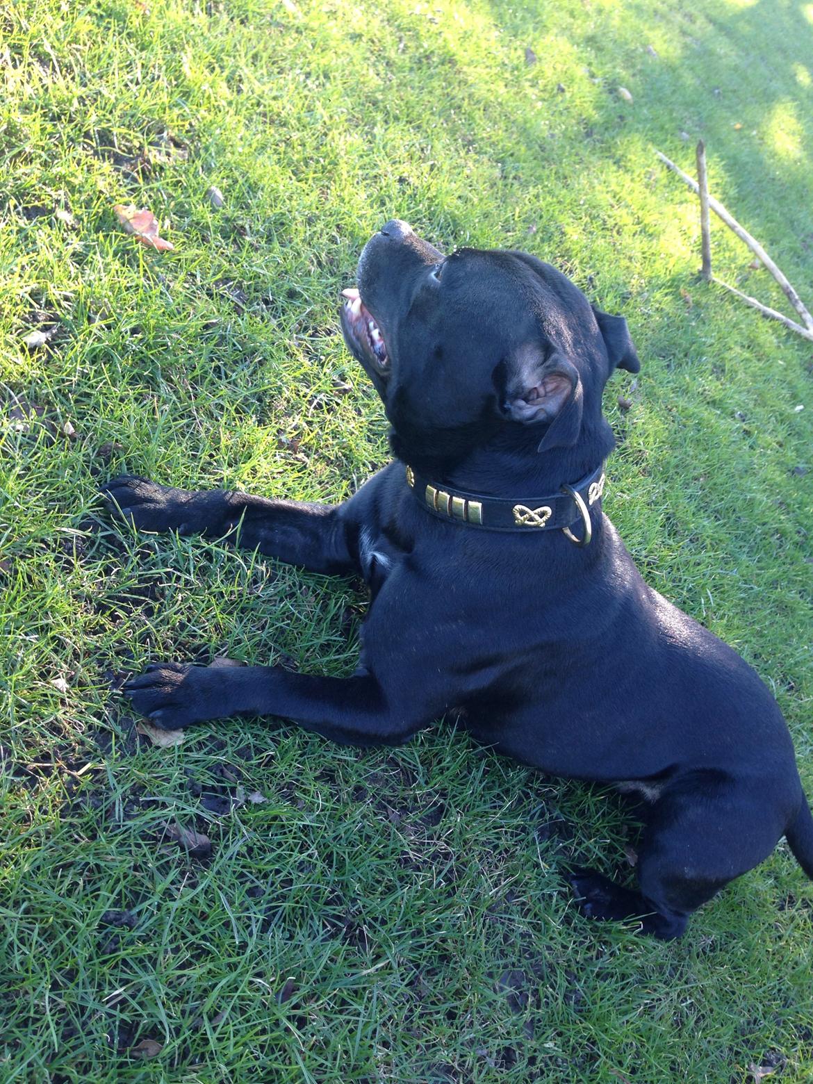 Staffordshire bull terrier Darko (Manne) billede 33