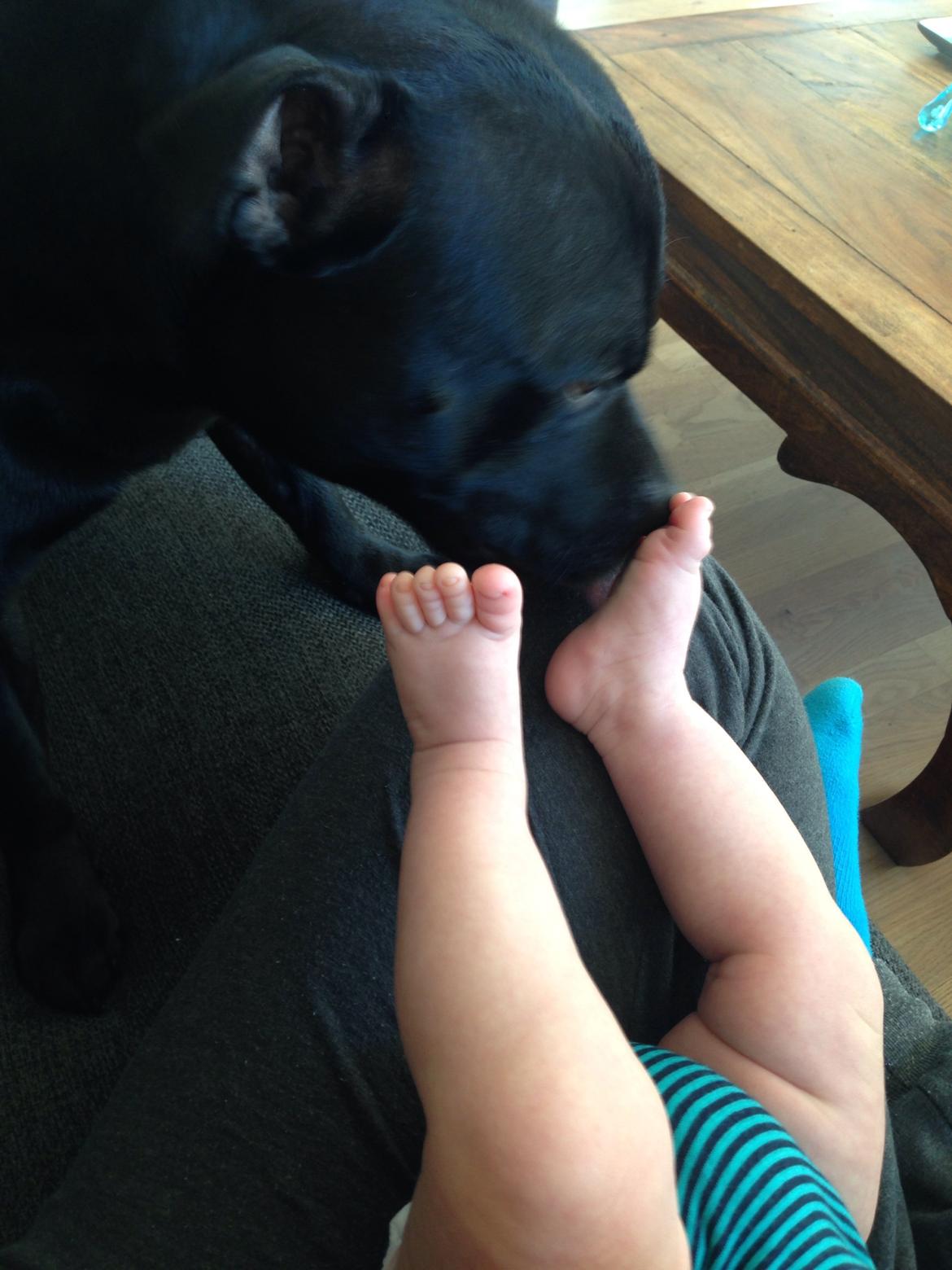 Staffordshire bull terrier Darko (Manne) - ren baby billede 34