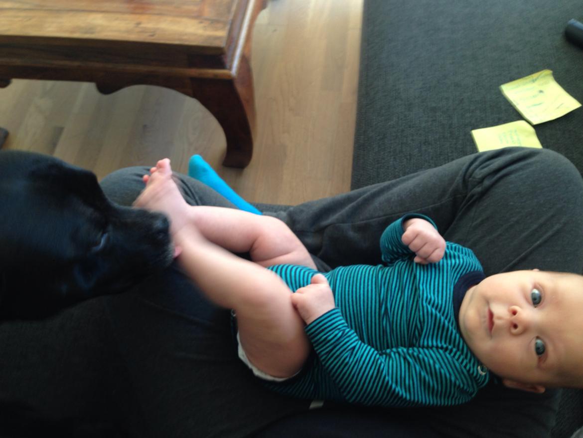 Staffordshire bull terrier Darko (Manne) billede 35